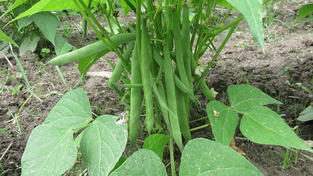 Traditional Practices of Bean Production: An option for Diversity Rich Solution to Combat Stresses