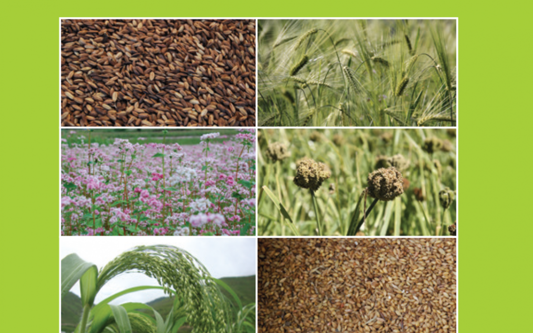 Integrating Traditional Crop Genetic Diversity for Mountain Food Security