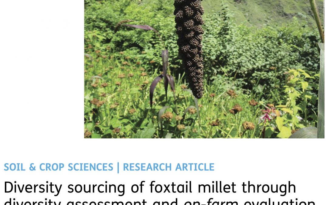 Diversity Sourcing Of Foxtail Millet Through Diversity Assessment And On-Farm Evaluation