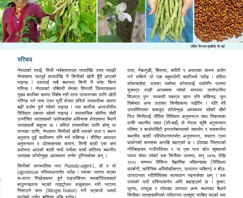 खैरो घिउ सिमीः परिचय तथा खेती–प्रविधि