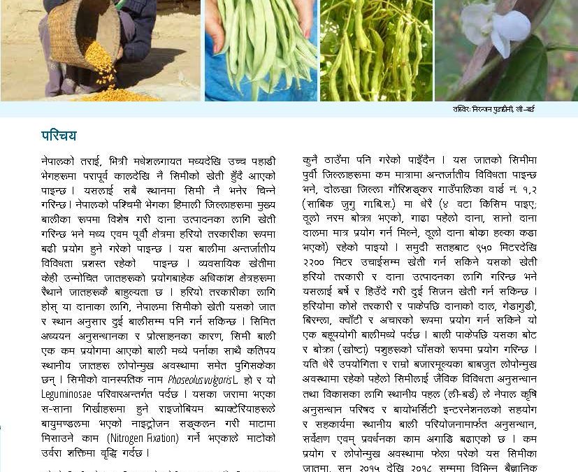 पहेंलो सिमीः परिचय तथा खेती–प्रविधि