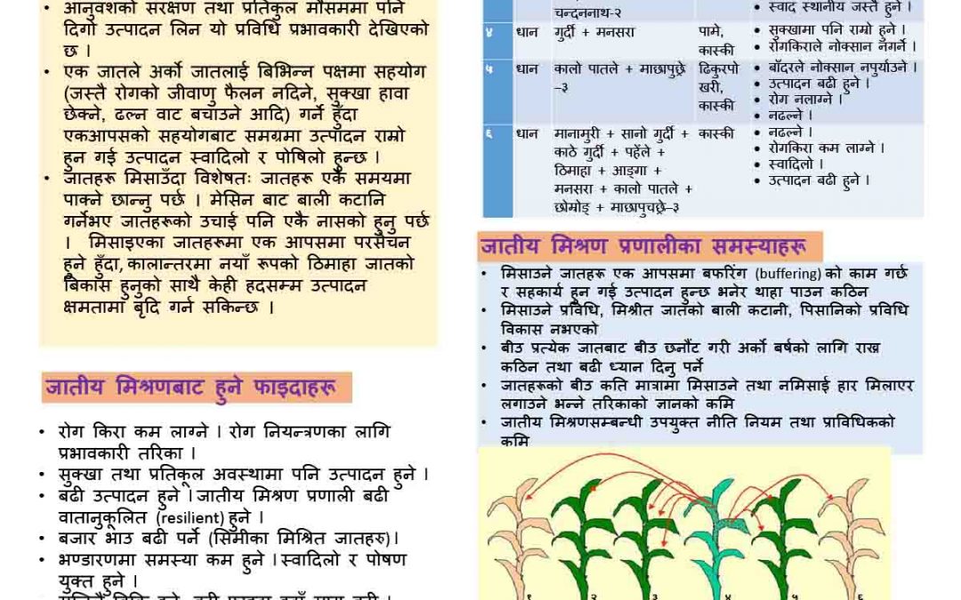 जातिय मिश्रित खेती : जोखखि रहित खेति र जातीय आनुवंशिक  स्रोत संरक्षण गर्ने एक सरल तरिका